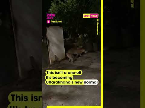 Three leopards were caught on camera calmly wandering through the premises of a home