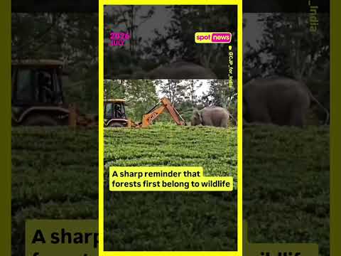 Every tree cut down takes away a small part of wildlife’s home, food, and survival.